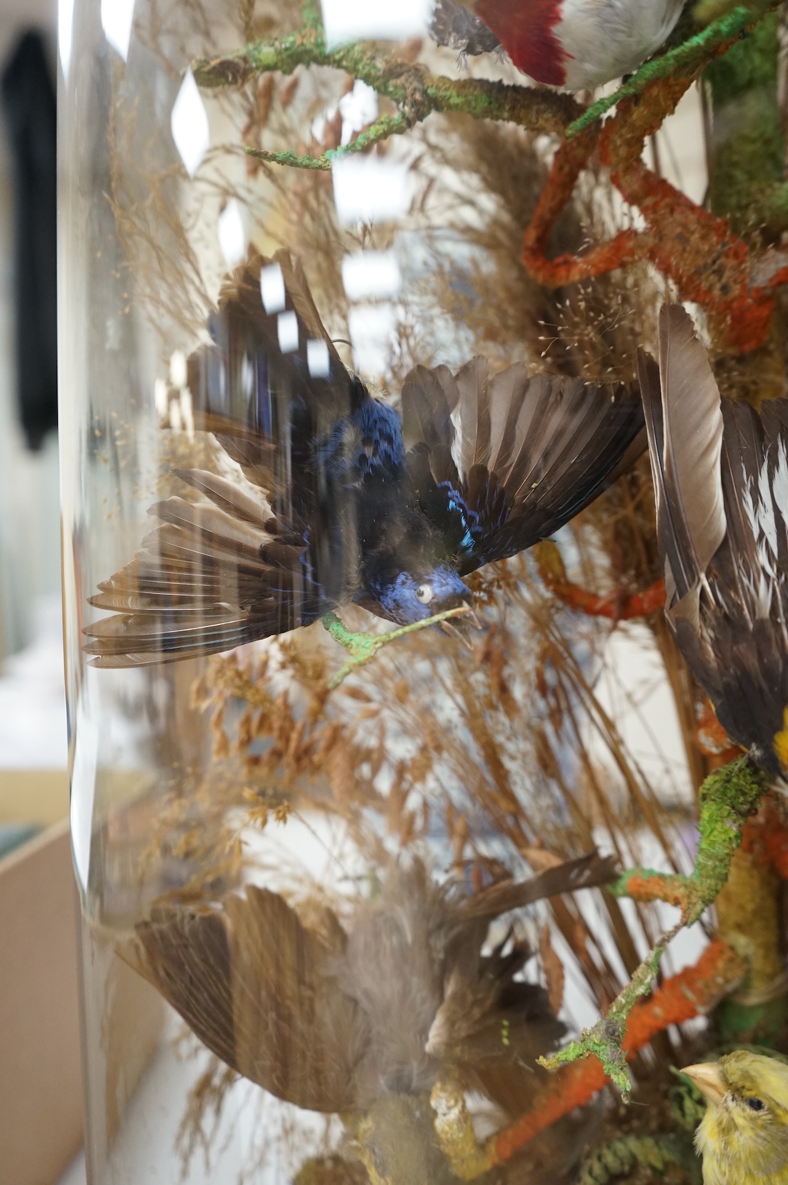 A late 19th century taxidermy group of exotic birds, including a Campo Troupail, a canary, a greenfinch, a Red-crested Cardinal, etc., under a glass dome, 64cm high
